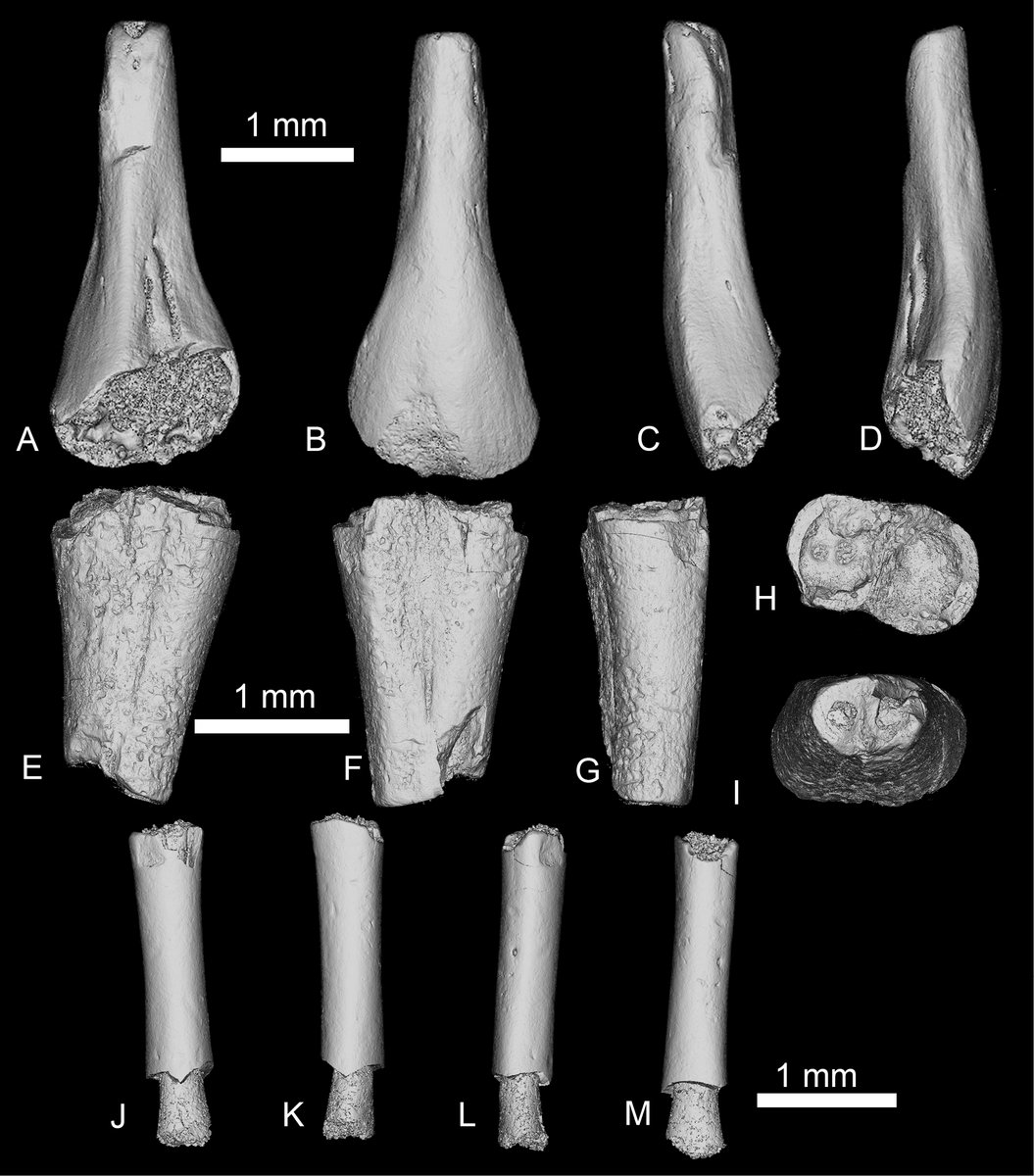 JamaleIjouiher's tweet image. It seems that #Mesozoic #frogs are having something of a moment right now. Another paper out on #amphibians, this time from the famous #Tendaguru_Formation; including taxa from both the #Salientia and the crown-group #Anura.

 fr.pensoft.net/article/175525…