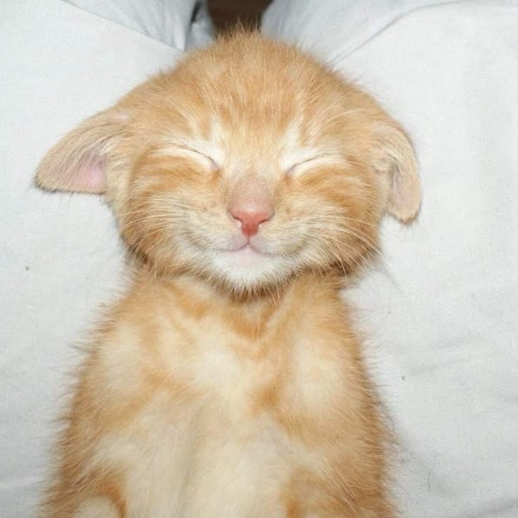 yuji week tweet media