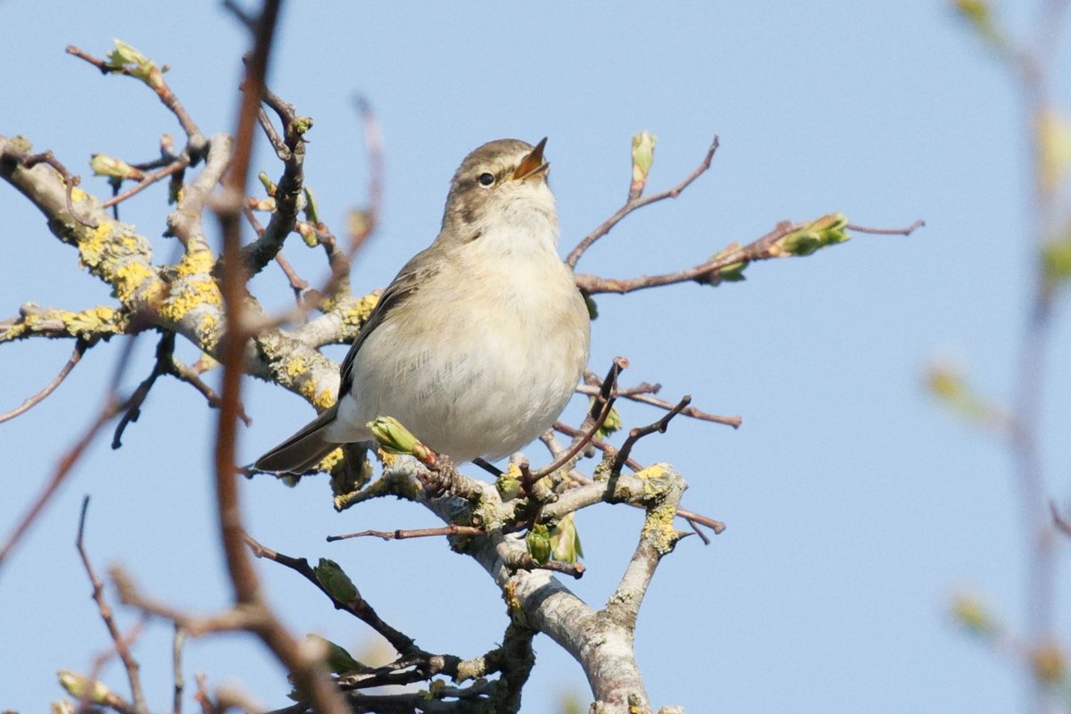 Gordon Hodgson tweet media