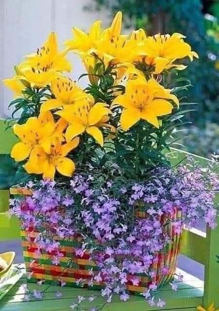 Fahriye Özay tweet media