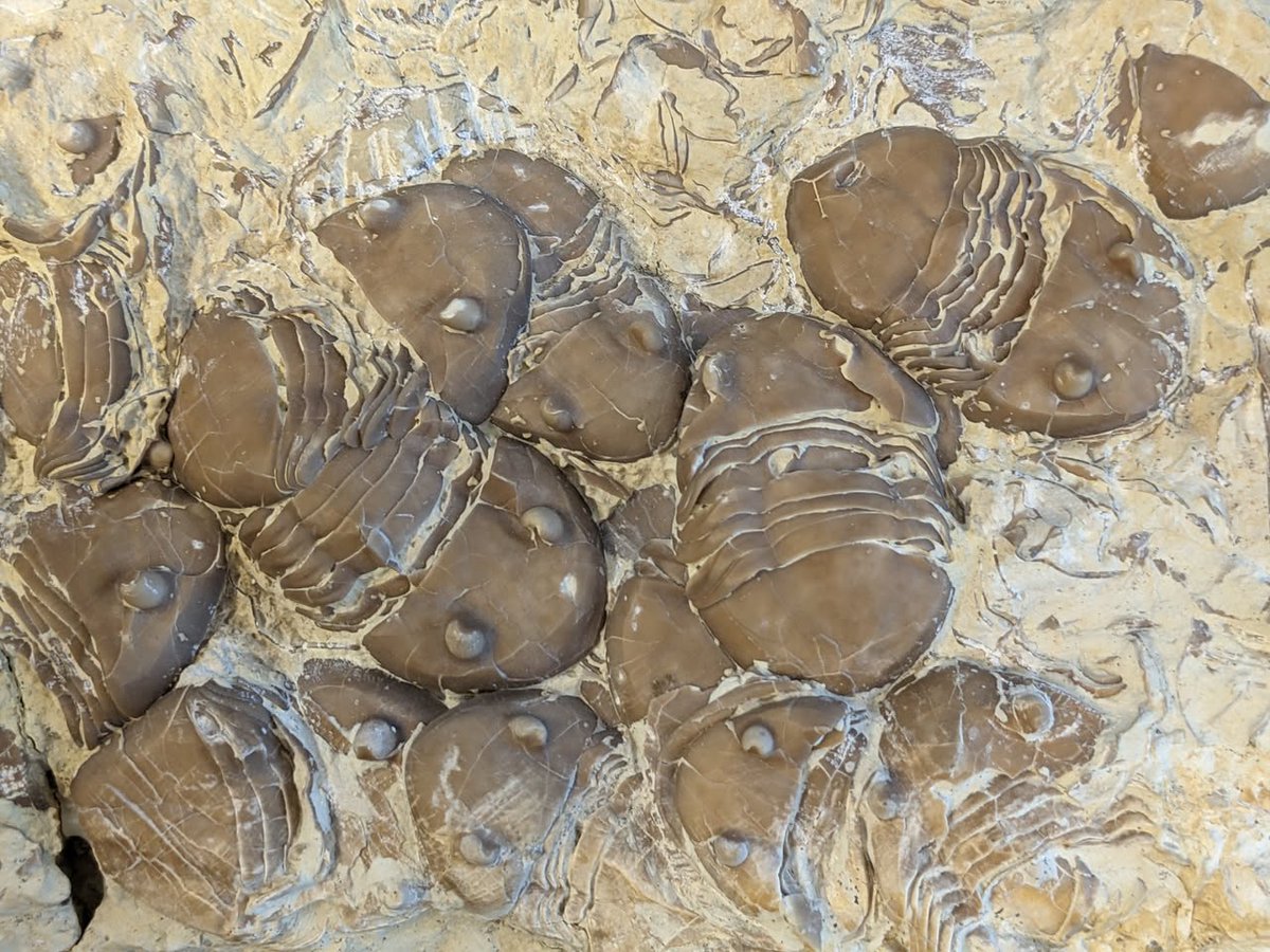 Dr. Davey F. Wright ⛏️🦕🧬 tweet media