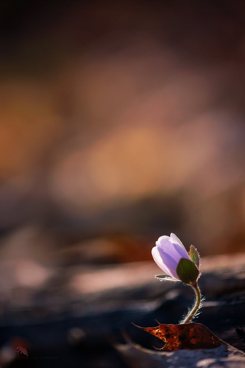 Deb Lee Carson Photography tweet media