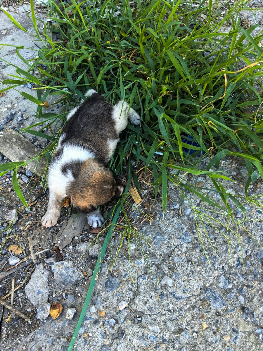 yang sung jin tweet media