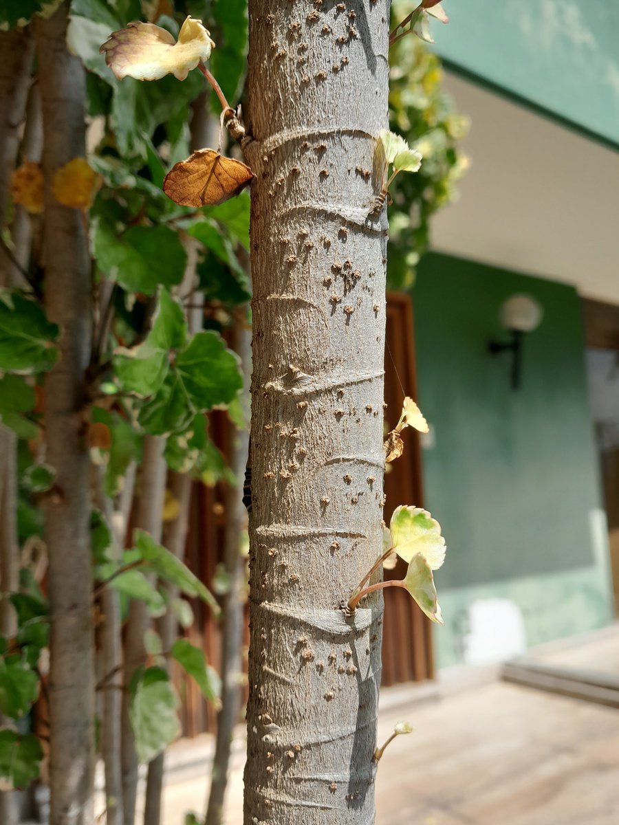 𝒮𝓇 𝑀𝑒𝒿𝒾𝒶𝓈🇻🇪 tweet media