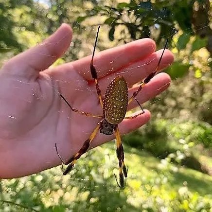 spencer 𓆟 tweet media