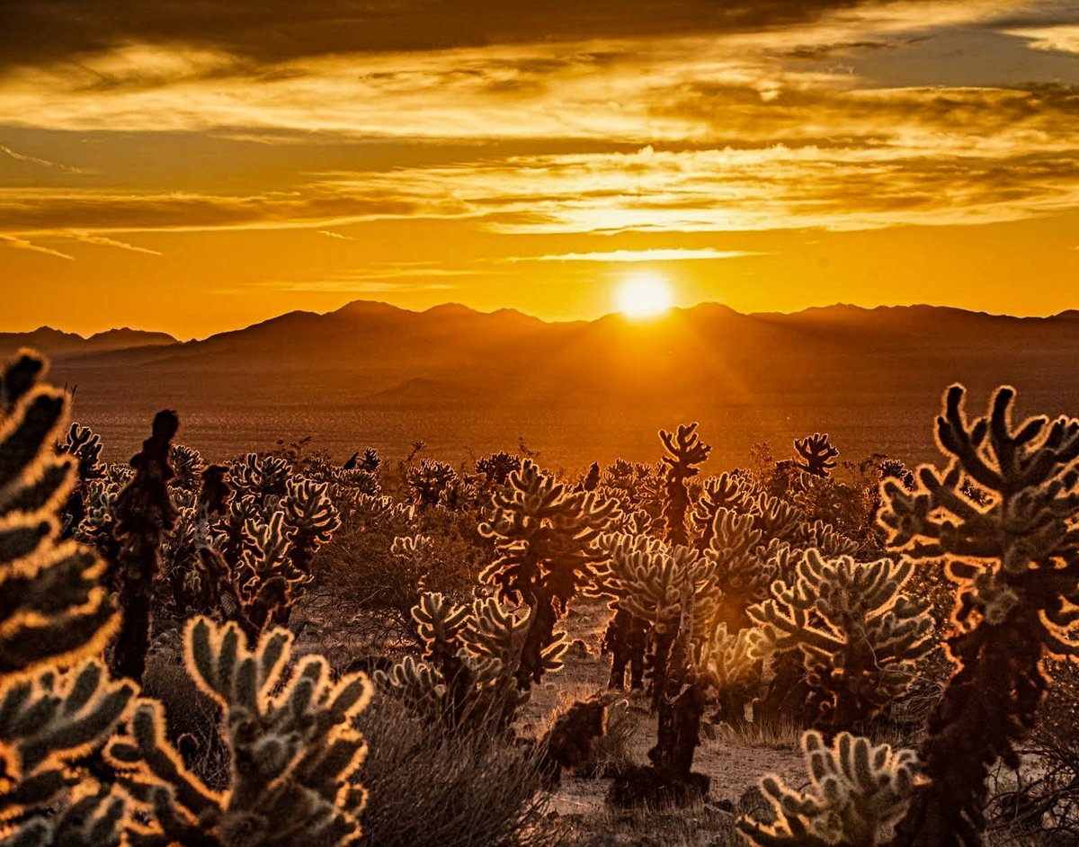 Cosmic Cowboy tweet media