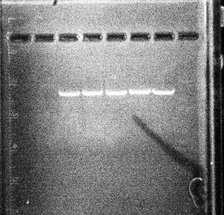 Isaac Yonemoto is cooking tweet media