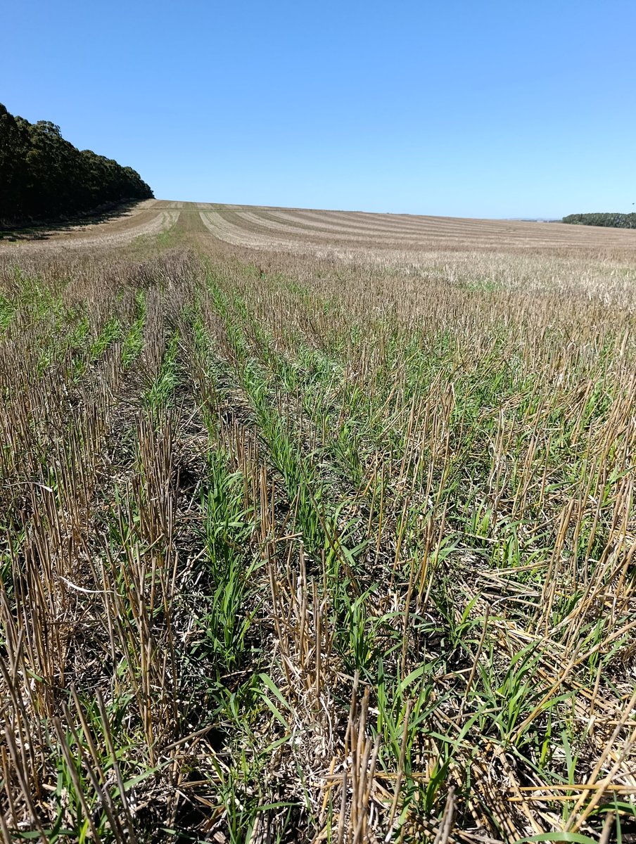 Balbito (Alberto Balbarrey) tweet media