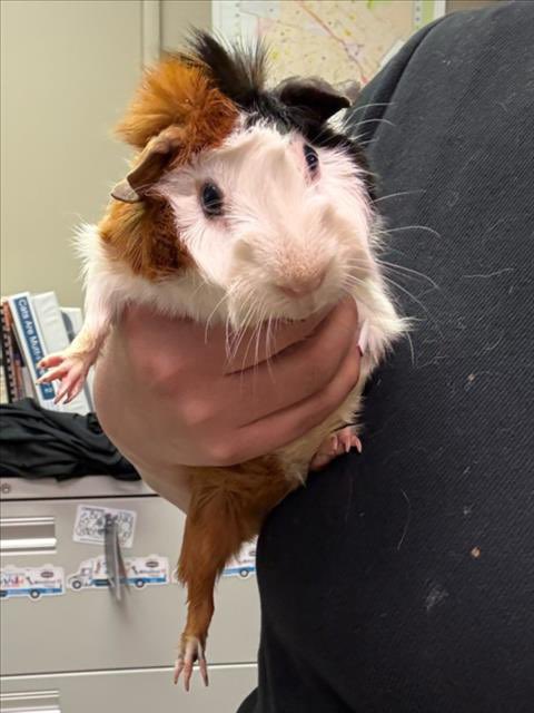 eastvalleybunnyguineapigs tweet media