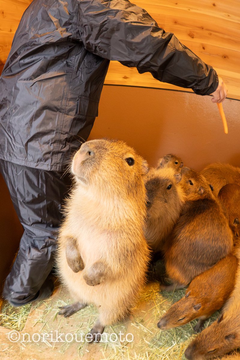 このまま歩き出しそうで可愛い😍