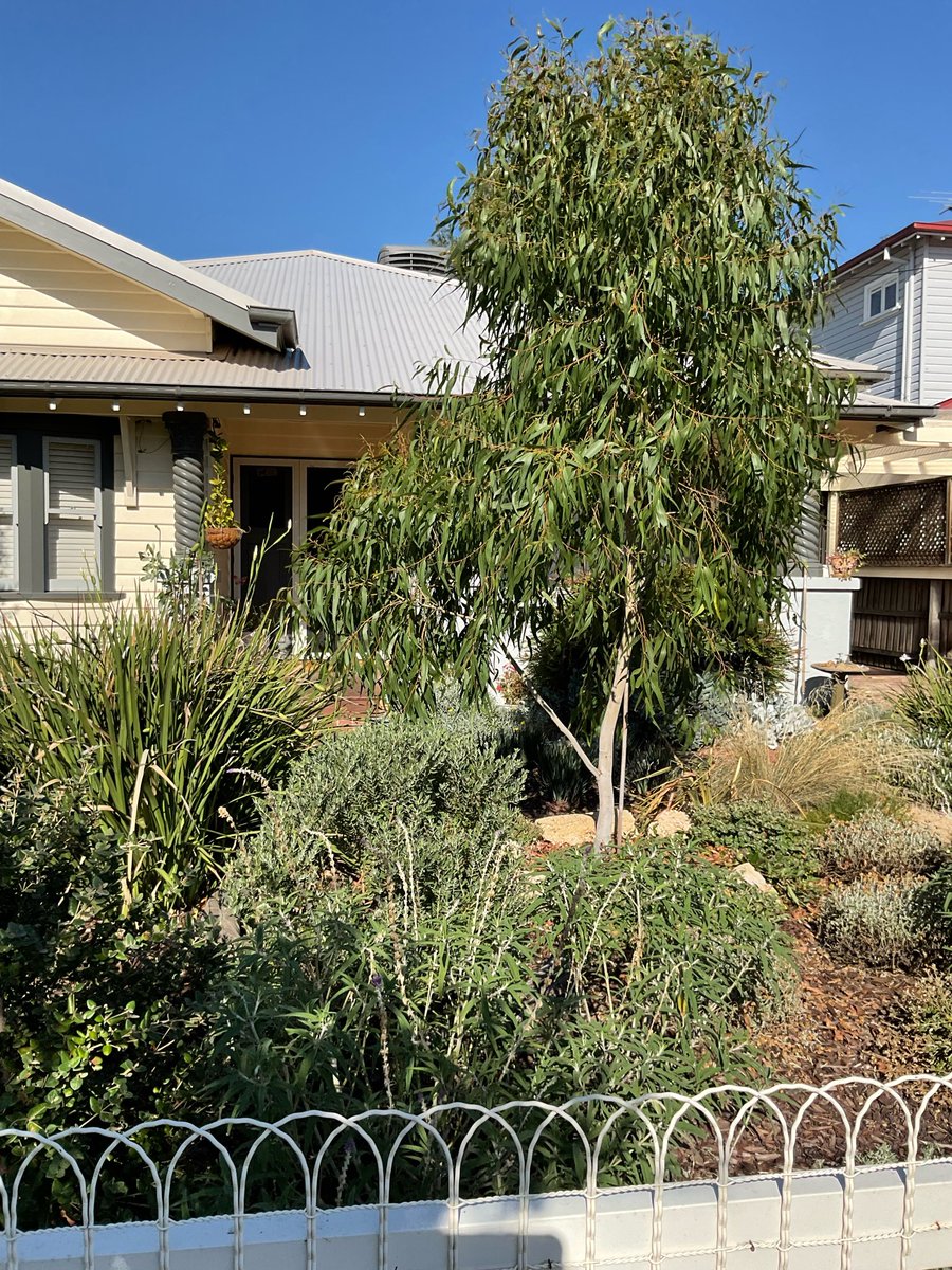 Champagne Dame of Oz 🥂 tweet media