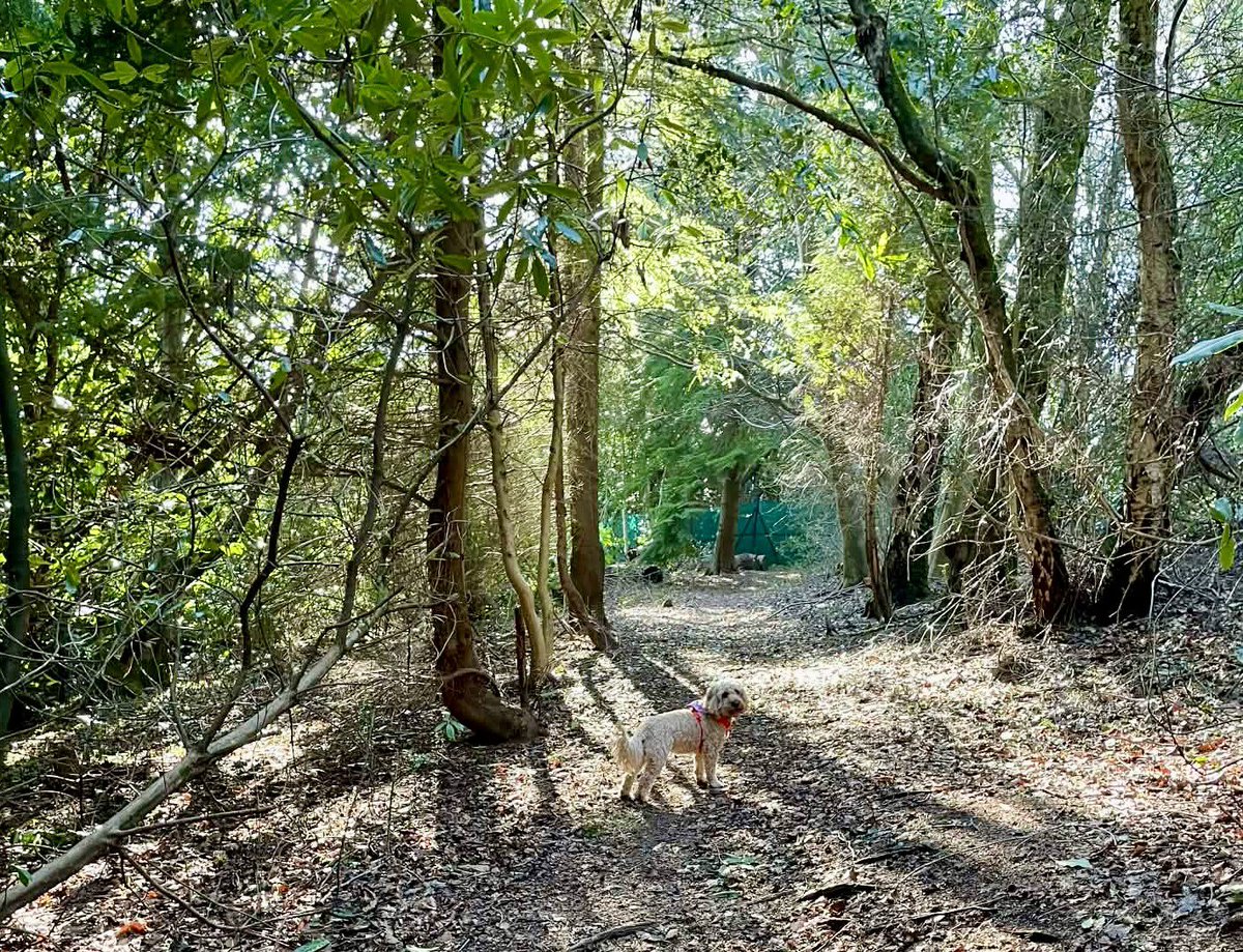 Sir Kev’s Gang tweet media