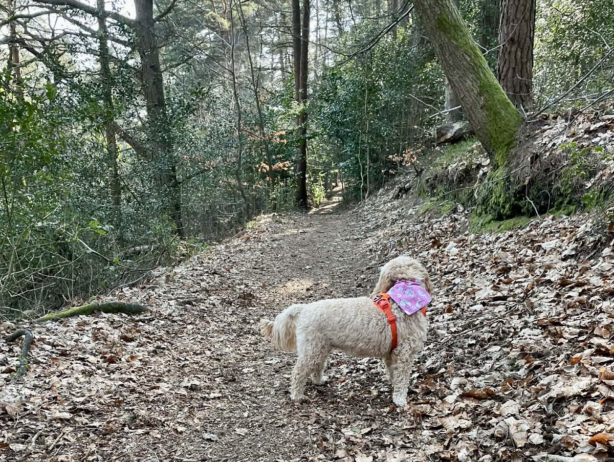 Sir Kev’s Gang tweet media