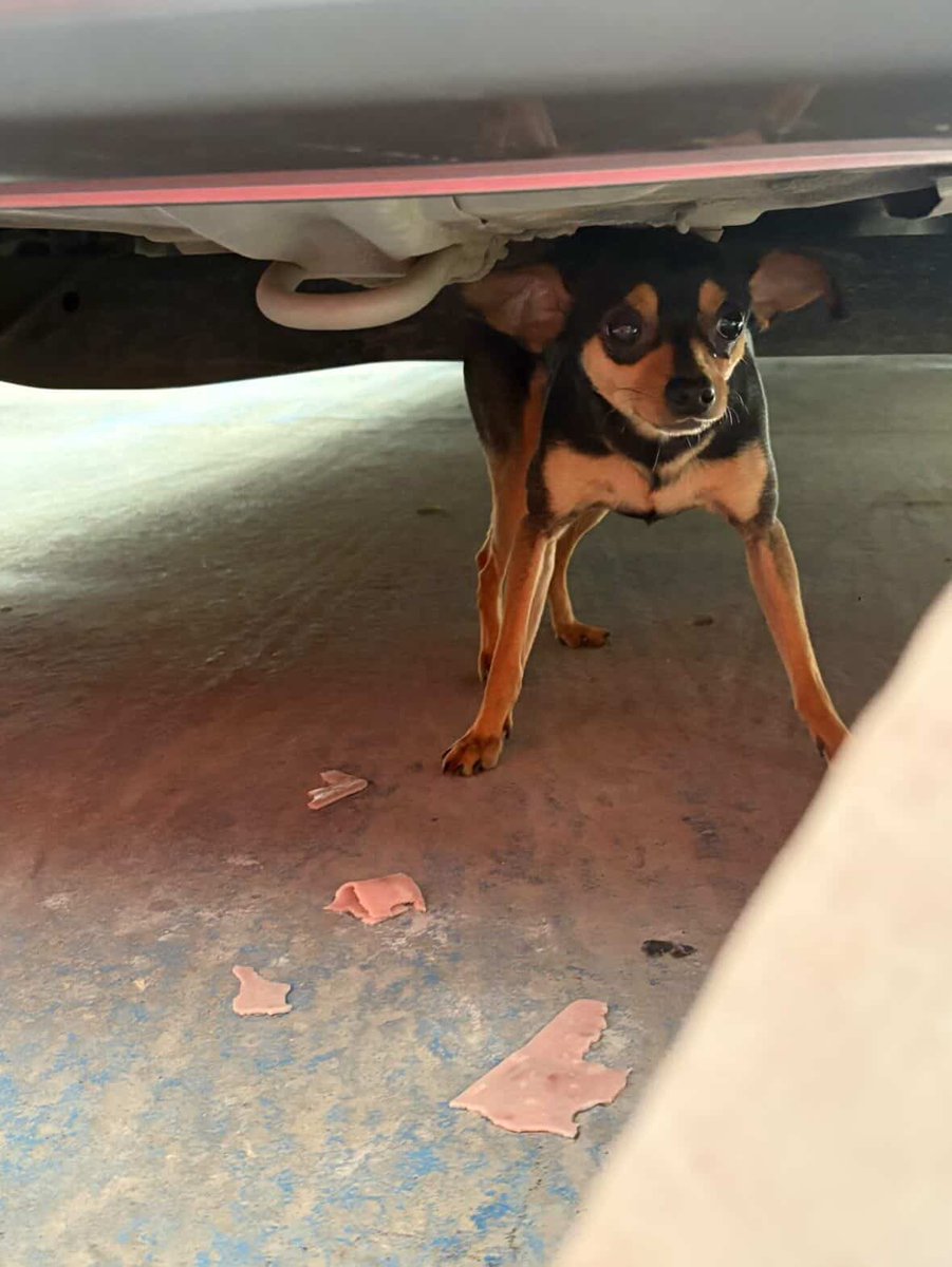 popayanco tweet media