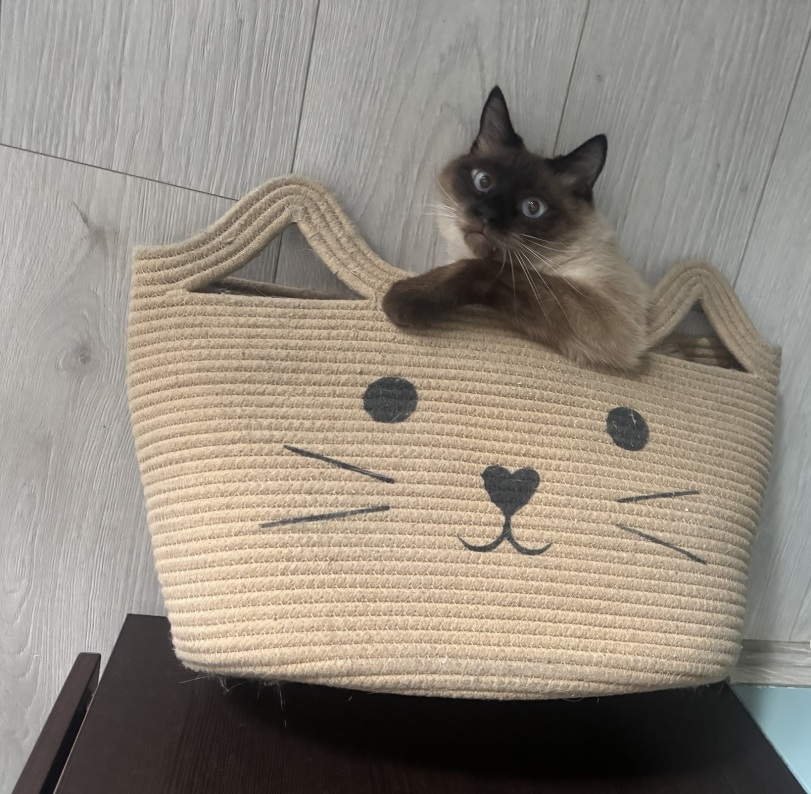 Радио Ночных котов 🇨🇦💙💛🇺🇦 tweet media