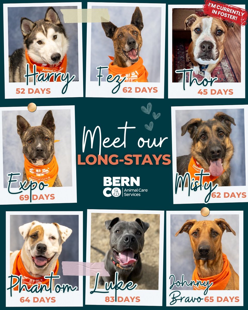 Bernalillo County Animal Care and Resource Center tweet media