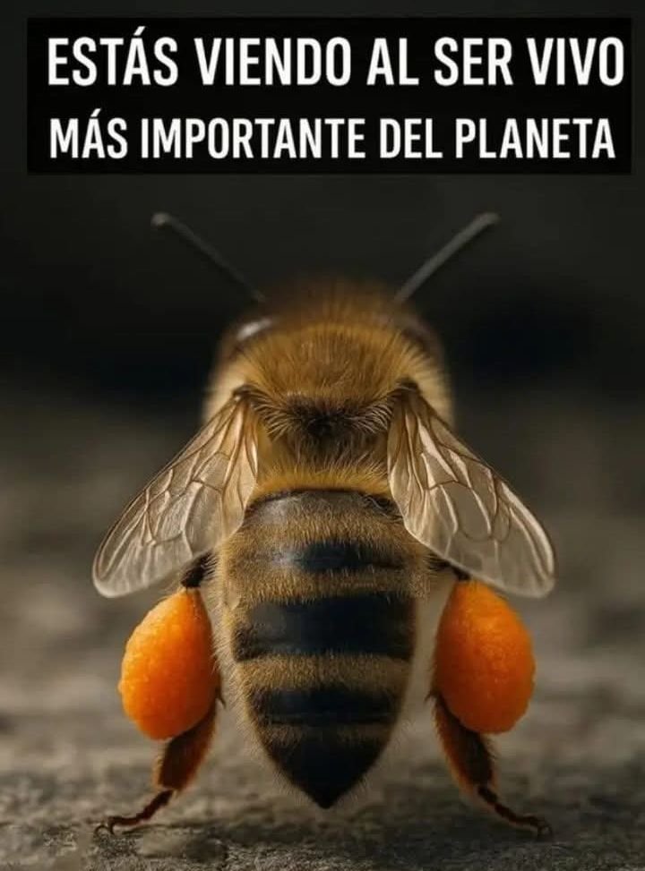 Más Ciencia tweet media