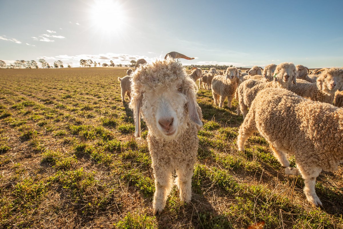 AgriFuturesAU's tweet image. Heading to South East Field Days today? 🌱 The @agrifuturesau #GoatFibre Program is at Site 493!

🐐 Whether you’re a #mohair or #cashmere producer or just curious about getting started, come by for a chat and learn more about the industry.

📍 South East Field Days, Lucindale SA