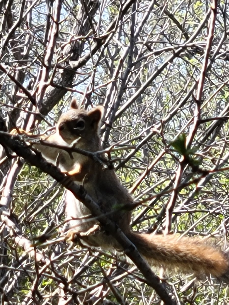 Healthy-ish tweet media