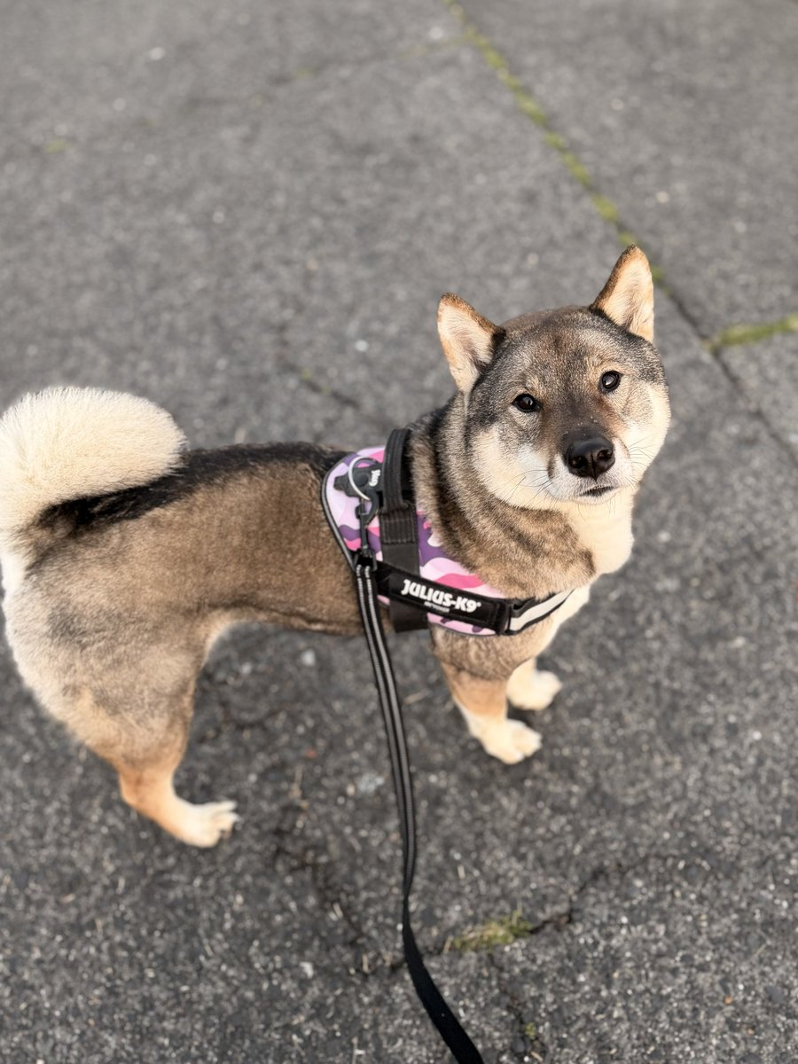 kichitada tweet media