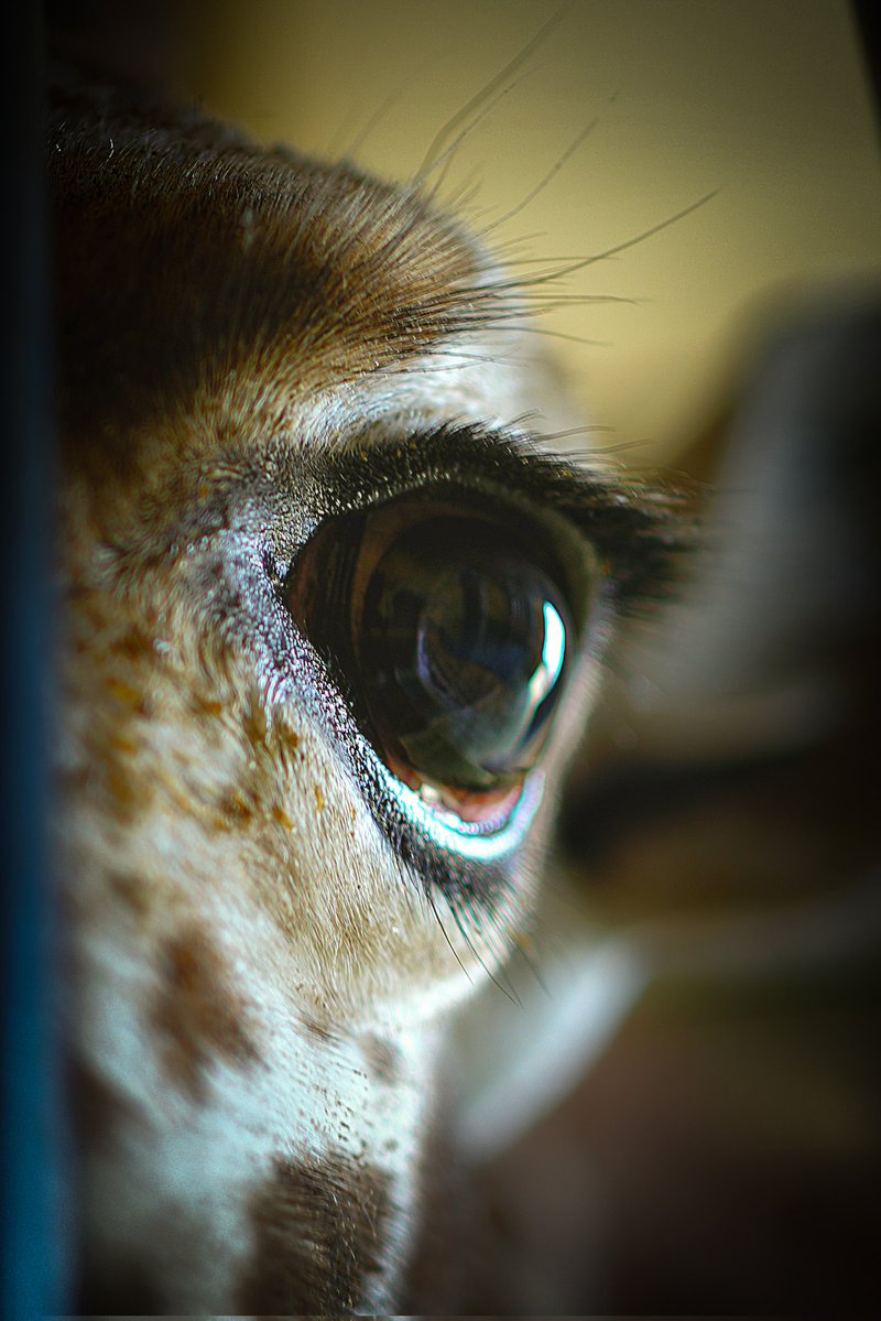 Secretaría del Medio Ambiente tweet media