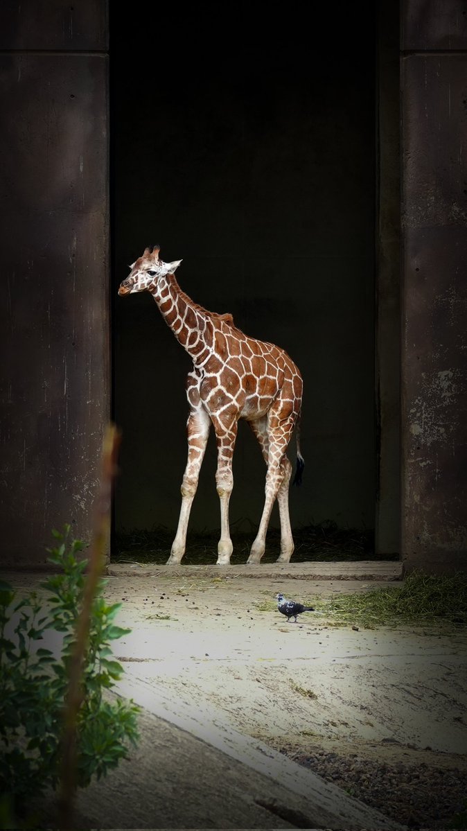 Secretaría del Medio Ambiente tweet media