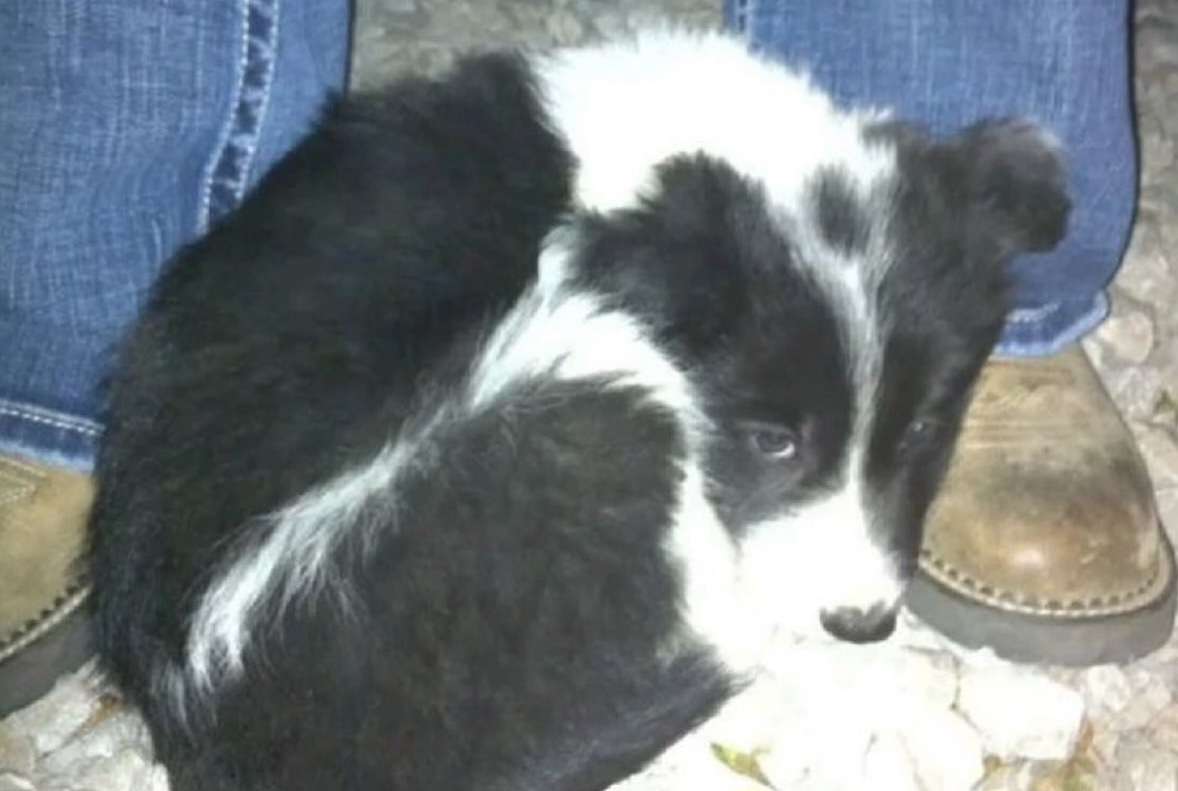 sky_comet tweet media