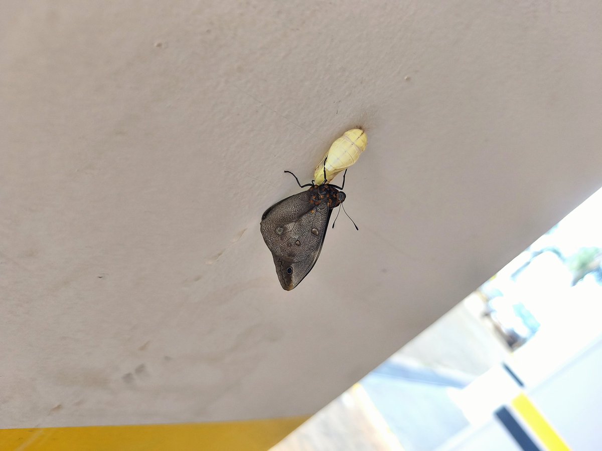 ♡ mari/cohe ♡ tweet media