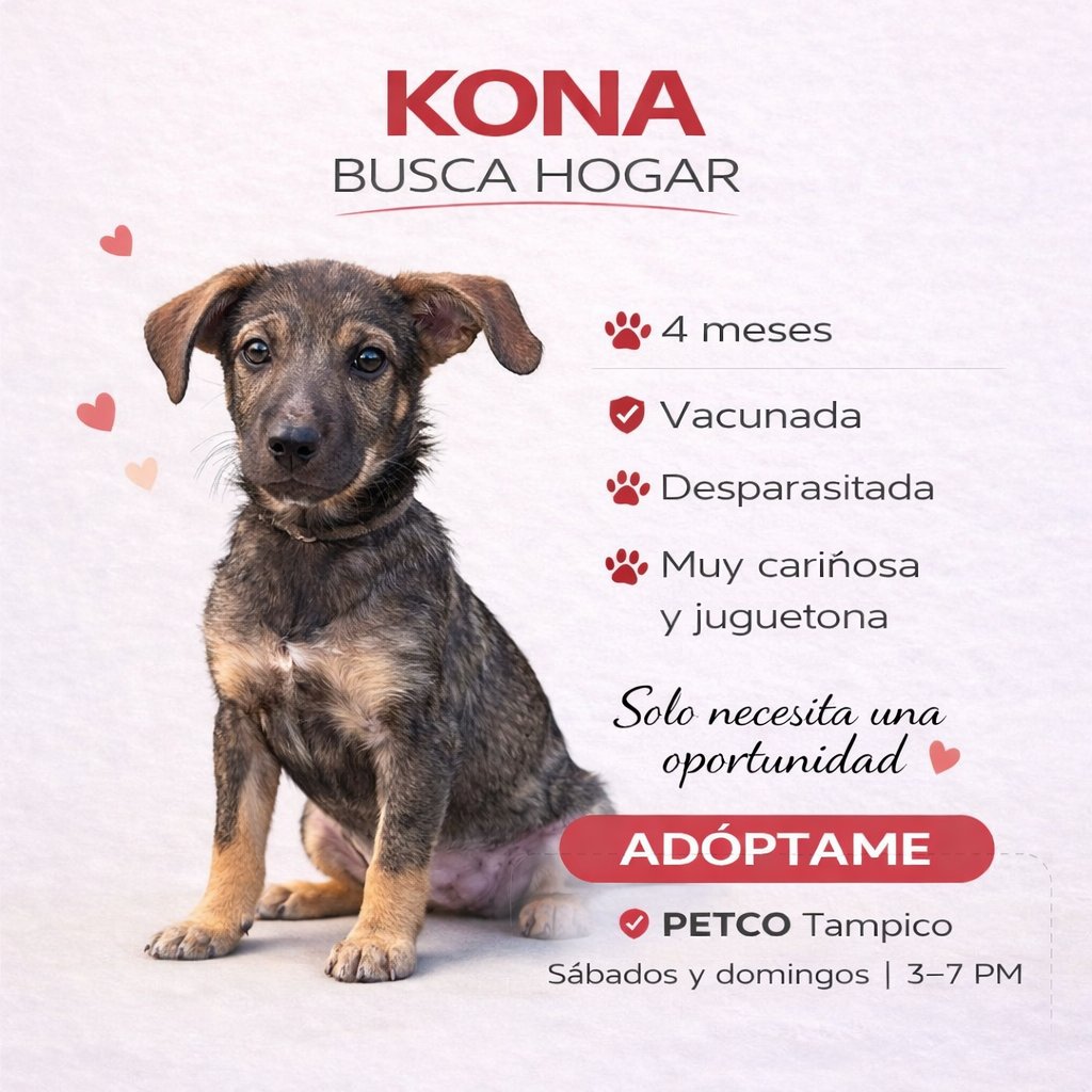 Sociedad Protectora Animal Tamaulipeca Ac tweet media