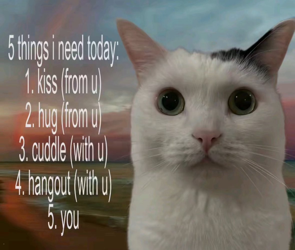 daily cats ♡ tweet media