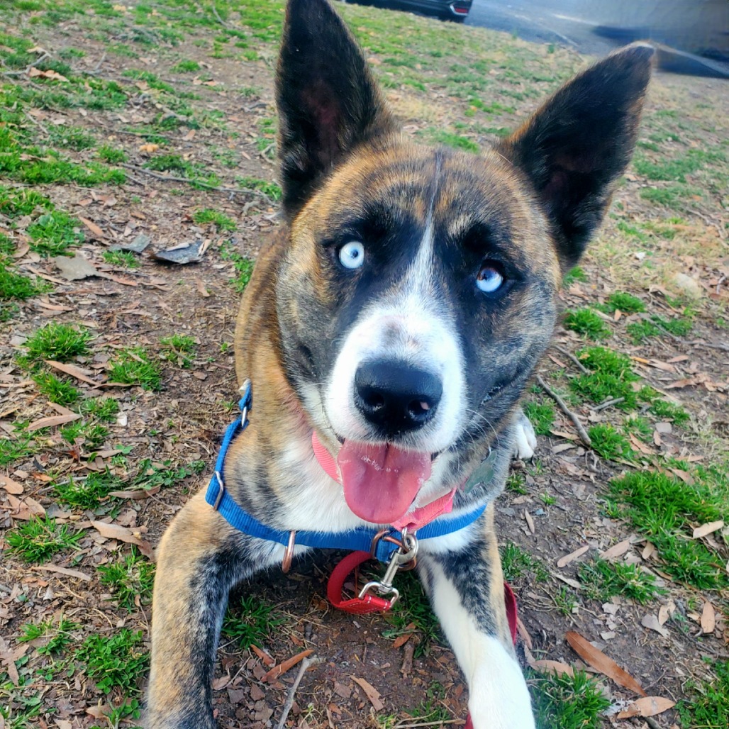 Lost Dog & Cat Rescue tweet media