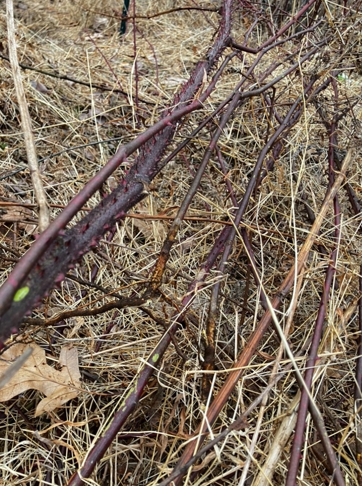 Kensetsu tweet media