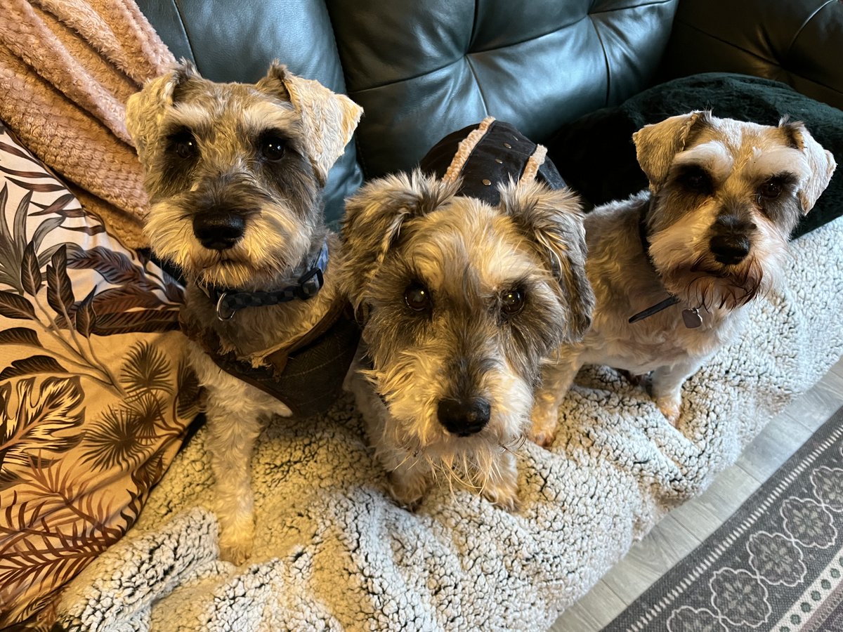 Chris Mc callion tweet media