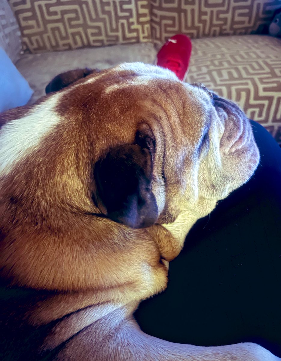 LordPuppyLawyer tweet media