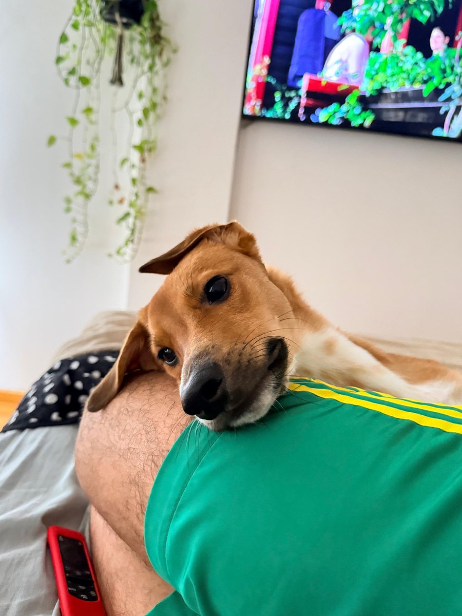 Pai do Zeca 🐕 tweet media