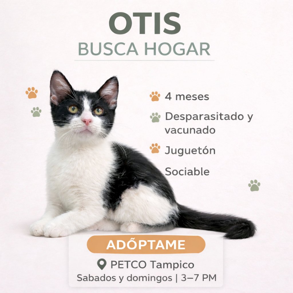 Sociedad Protectora Animal Tamaulipeca Ac tweet media