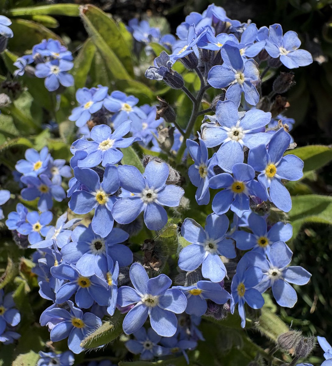 Blooming For Someone tweet media