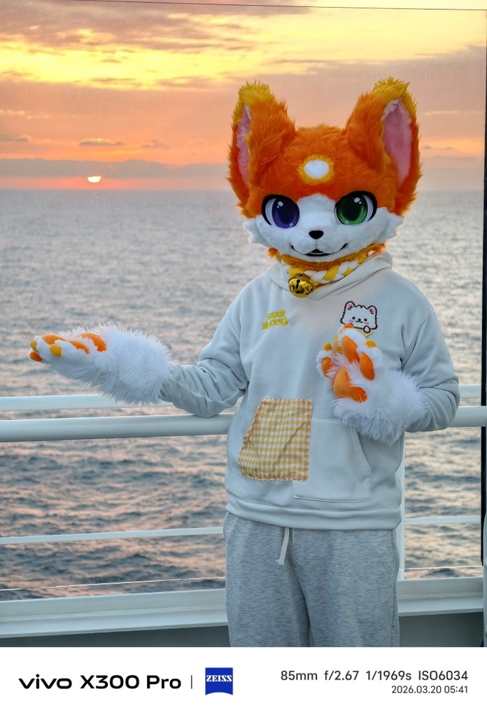 Gomeow·金桔·柠檬茶 tweet media