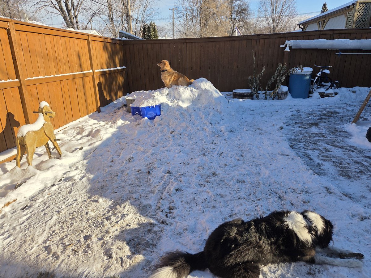 ThePrehistoricGardener(He/Them)🌿🦖🩷💛💙🤍🩶🖤💜 tweet media