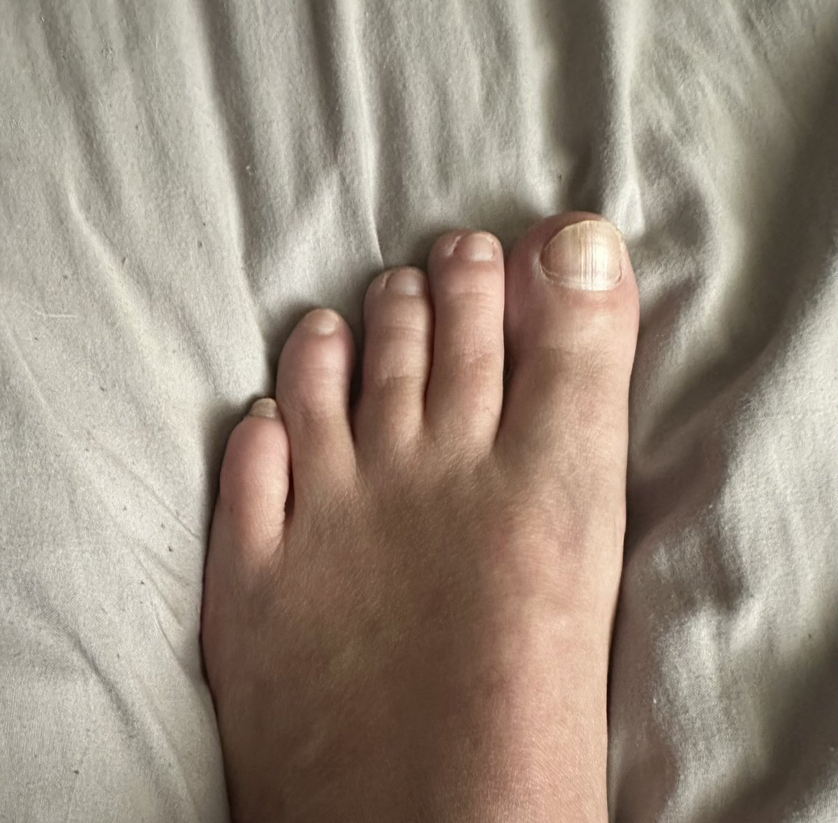 Rebel Patriot tweet media