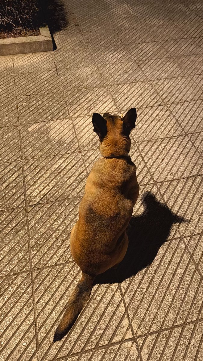 Hᴇ́ᴄᴛᴏʀ, 🅻🅰 🅻🅴🆈🅴🅽🅳🅰/ 🅷🅴🆁🅲🆄🅻🅴🆂 au⚜ tweet media