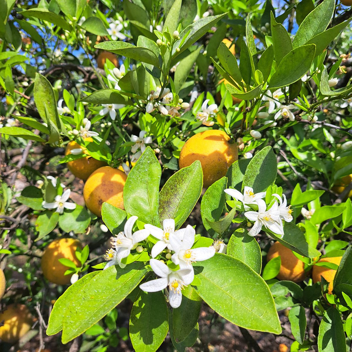 Gene McAvoy tweet media