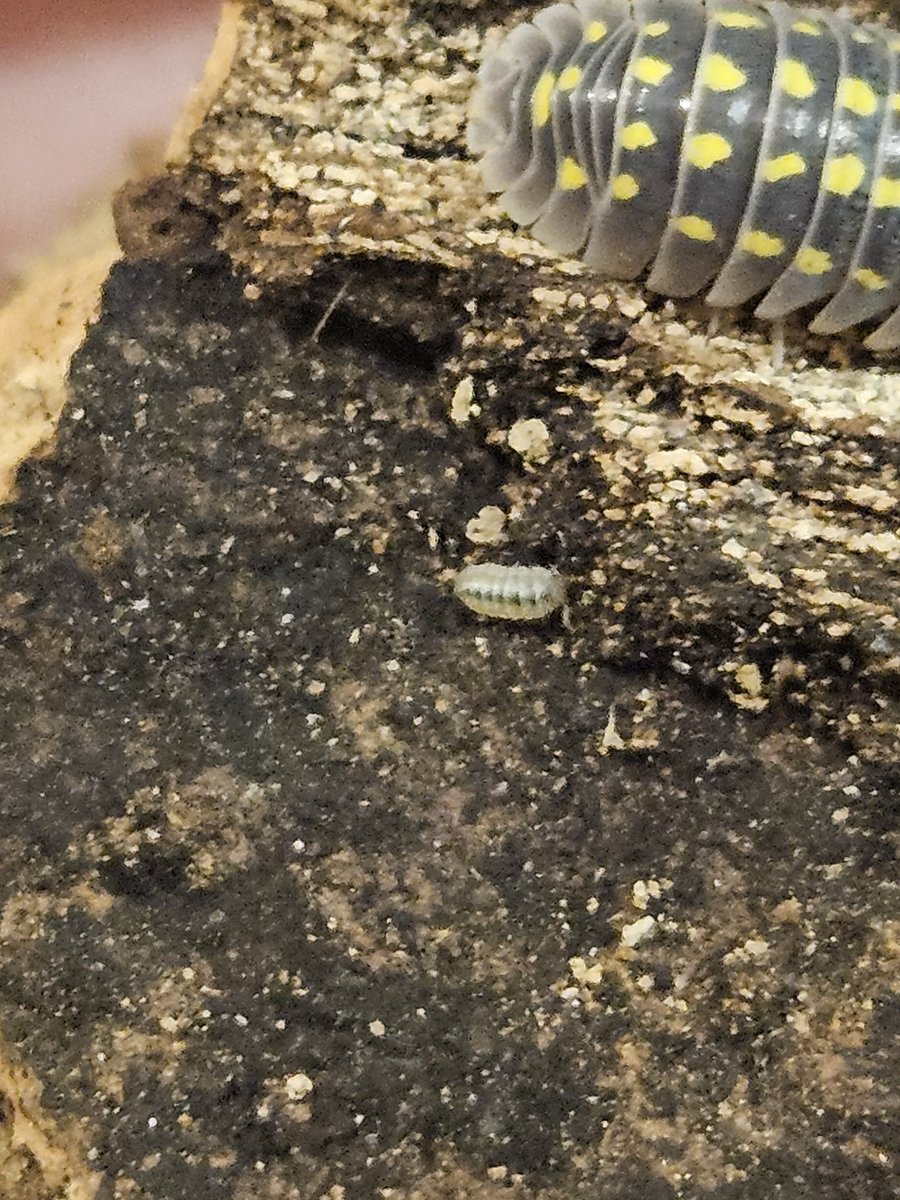 ⋆｡ﾟ☁︎ ruben / rylan ｡⋆｡ 🪲 ﾟ☾ ﾟ｡⋆ tweet media