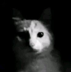 Zaiu🦴🐿️ tweet media