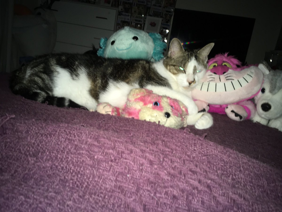 Cat_MarsEchelon's tweet image. Finally located a replacement @OfficialBagpuss for Echelon after he stole my own and proceeded to love it to death 🙀😹😹 #spoiledcat