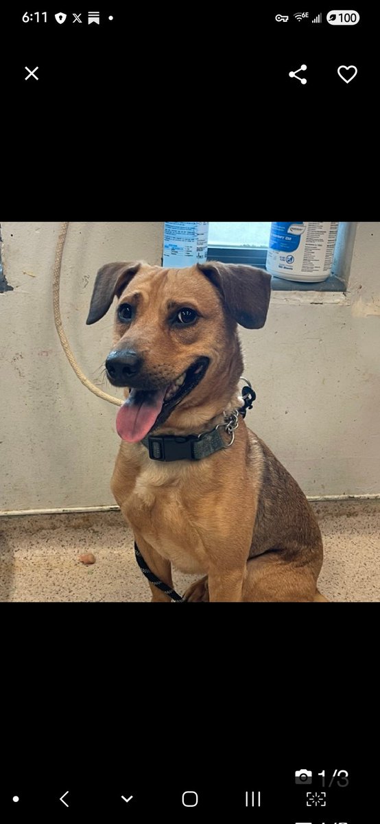 Julie🌻🐾 tweet media