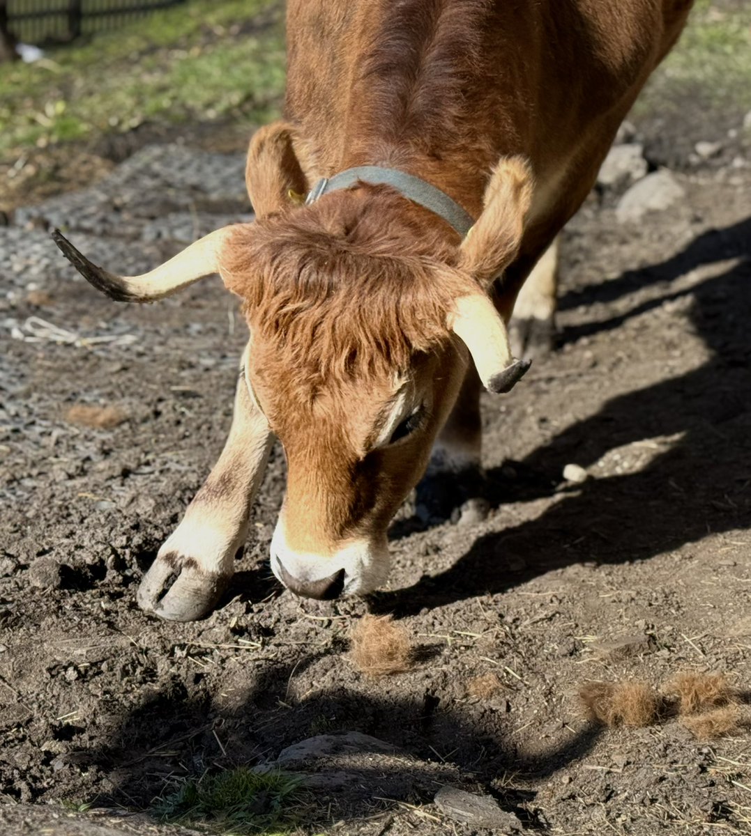 Helmuth Fuchs, tweet media