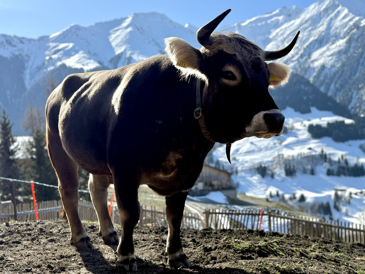 Helmuth Fuchs, tweet media