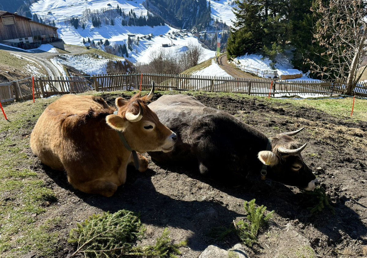 Helmuth Fuchs, tweet media