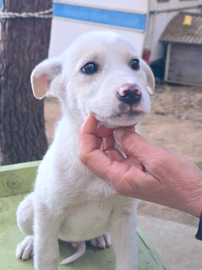 Gigi cucciolo di 3 mesi e mezzo taglia media. Si trova in Calabria raggiunge il centro nord con staffette. Per info 3341178953 3338768883

youtube.com/shorts/j1gpHAE…